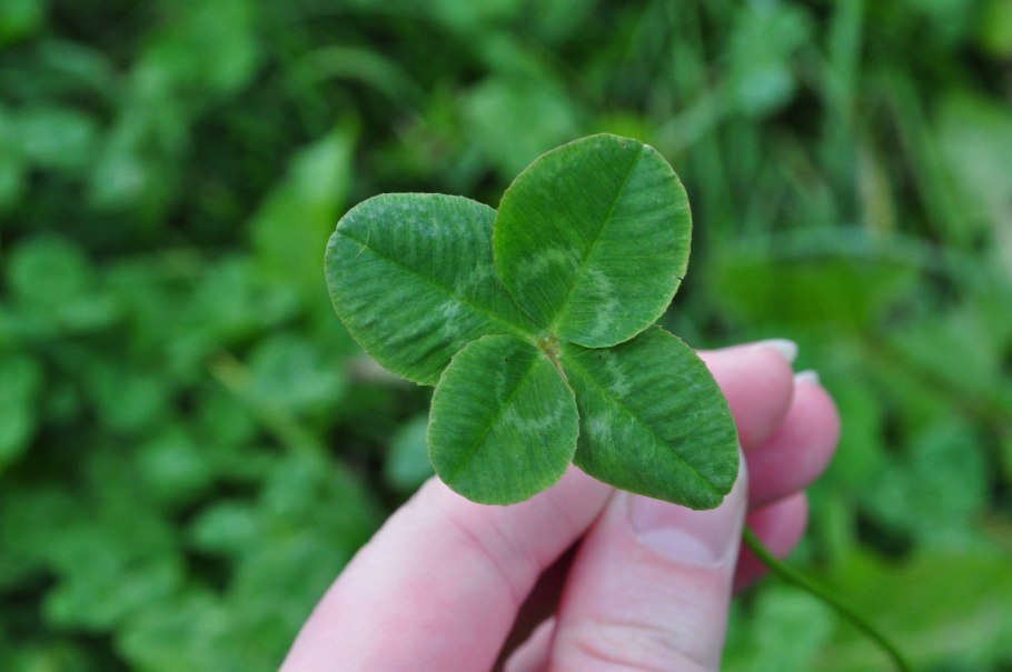 Клевер трилистник