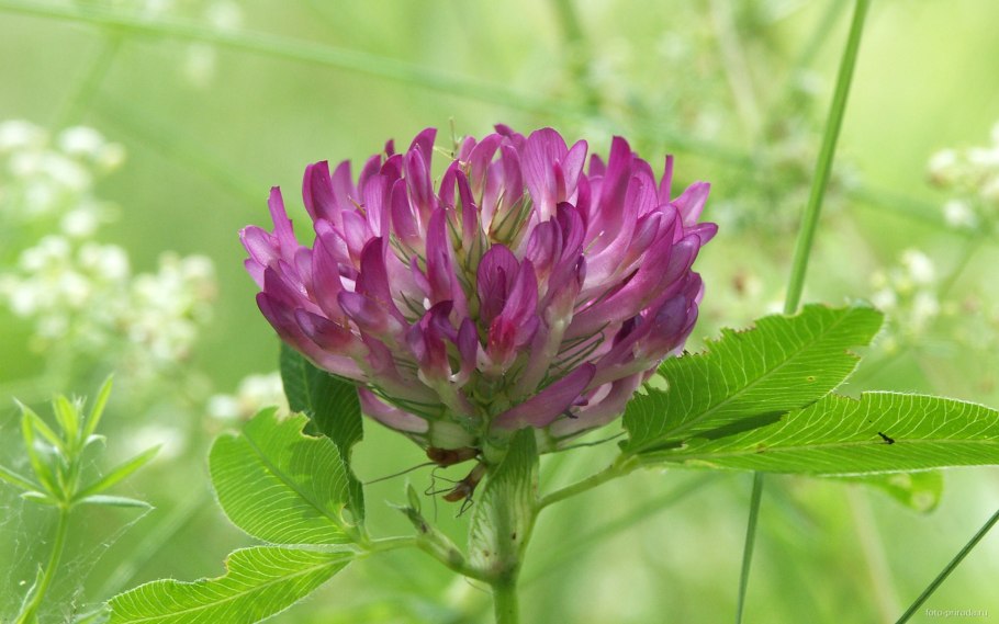 Клевер — Trifolium pratense