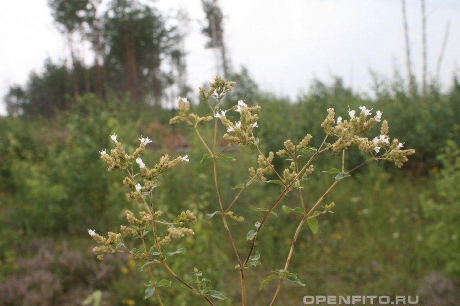 Сердечник (Cardamine)