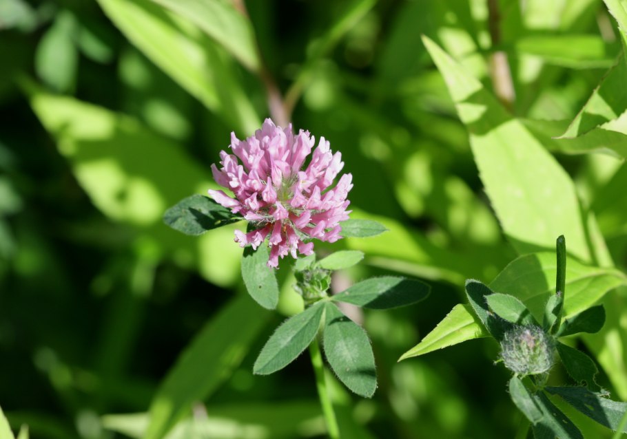 Клевер однолетний