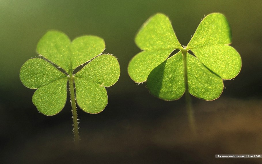 Клевер четырехлистный с цветком