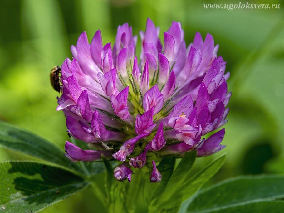 Клевер трава лечебные