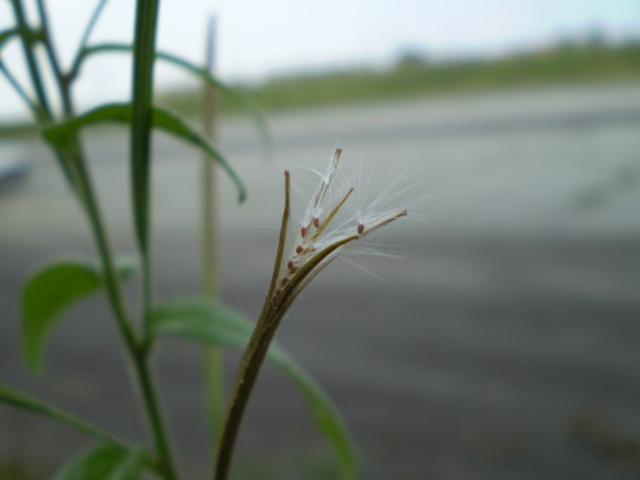 Epilobium parviflorum