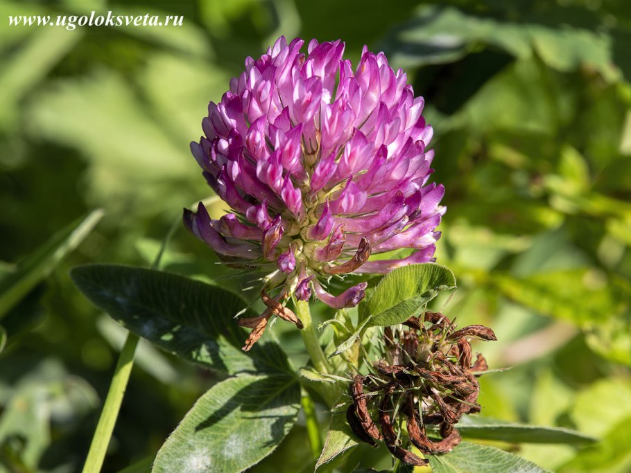 Клевер Луговой Дятлина красная