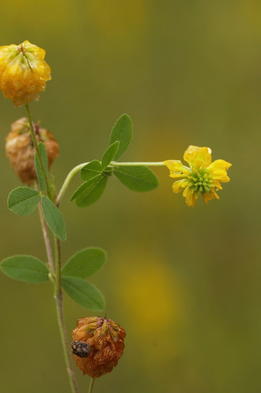 Клевер цветение