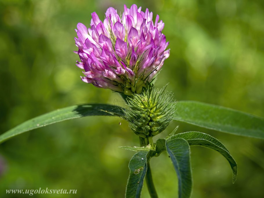 Клевер узколистный