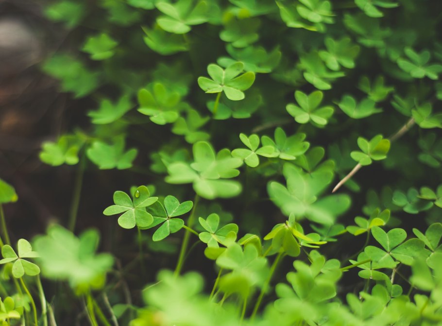 Зеленый клевер четырехлистный