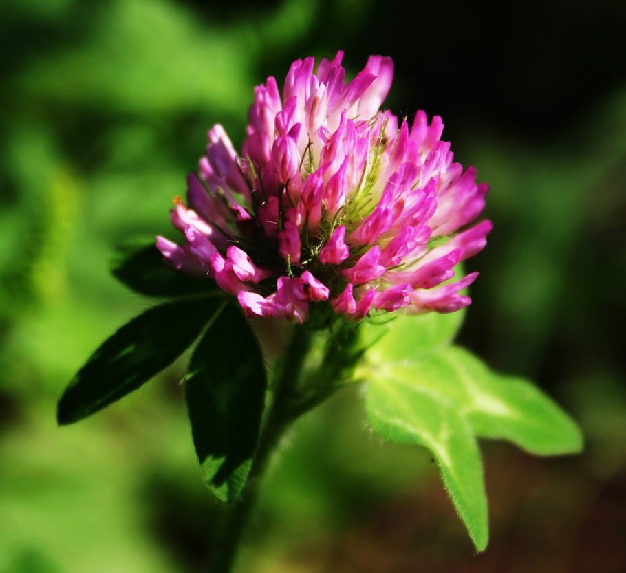 Клевер луговой растение