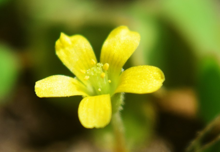 Oxalis corniculata