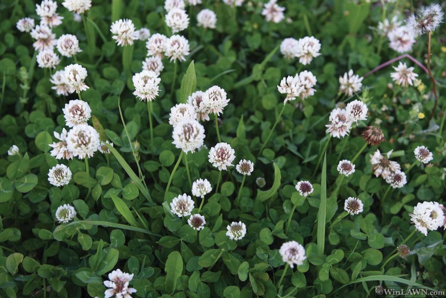 Клевер ползучий trifolium repens