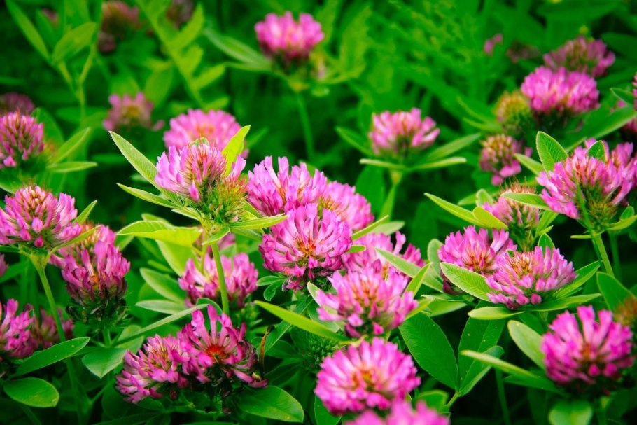 Клевер красный луговой