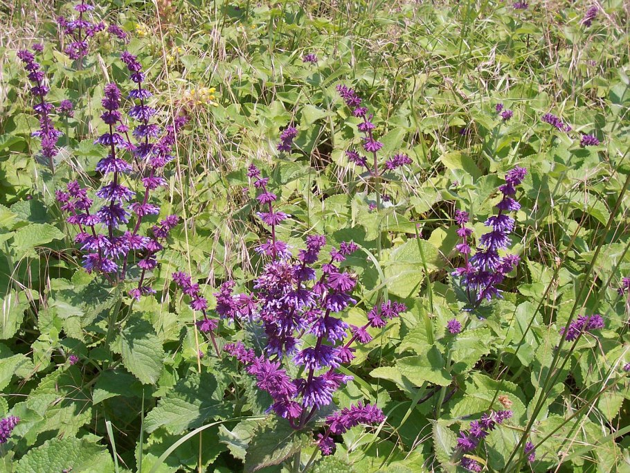 Шалфей мутовчатый — Salvia verticillata l.