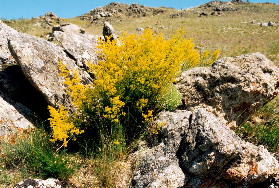 Акация желтая Карагана