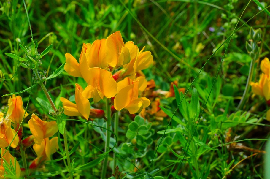 Майкараган джунгарский