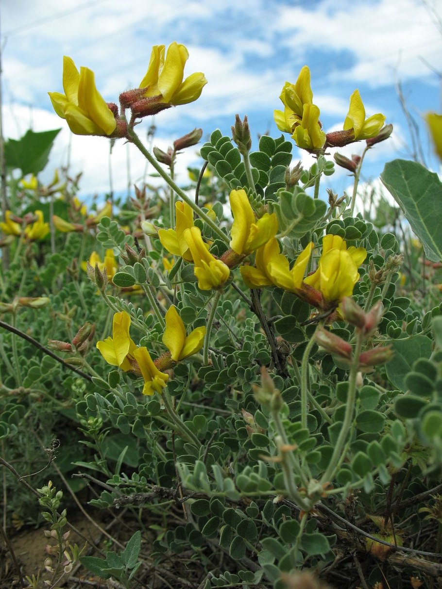 Майкараган Волжский