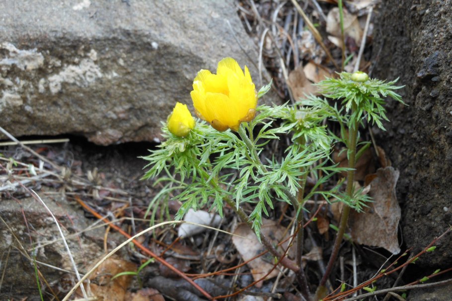 Жизненная форма Майкараган Волжский