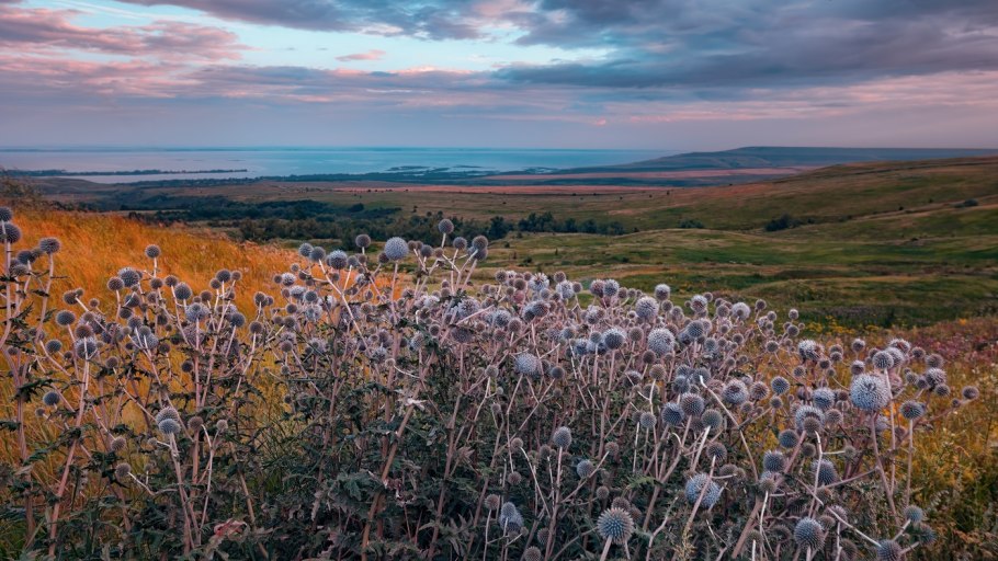 Степной тюльпан Борщова
