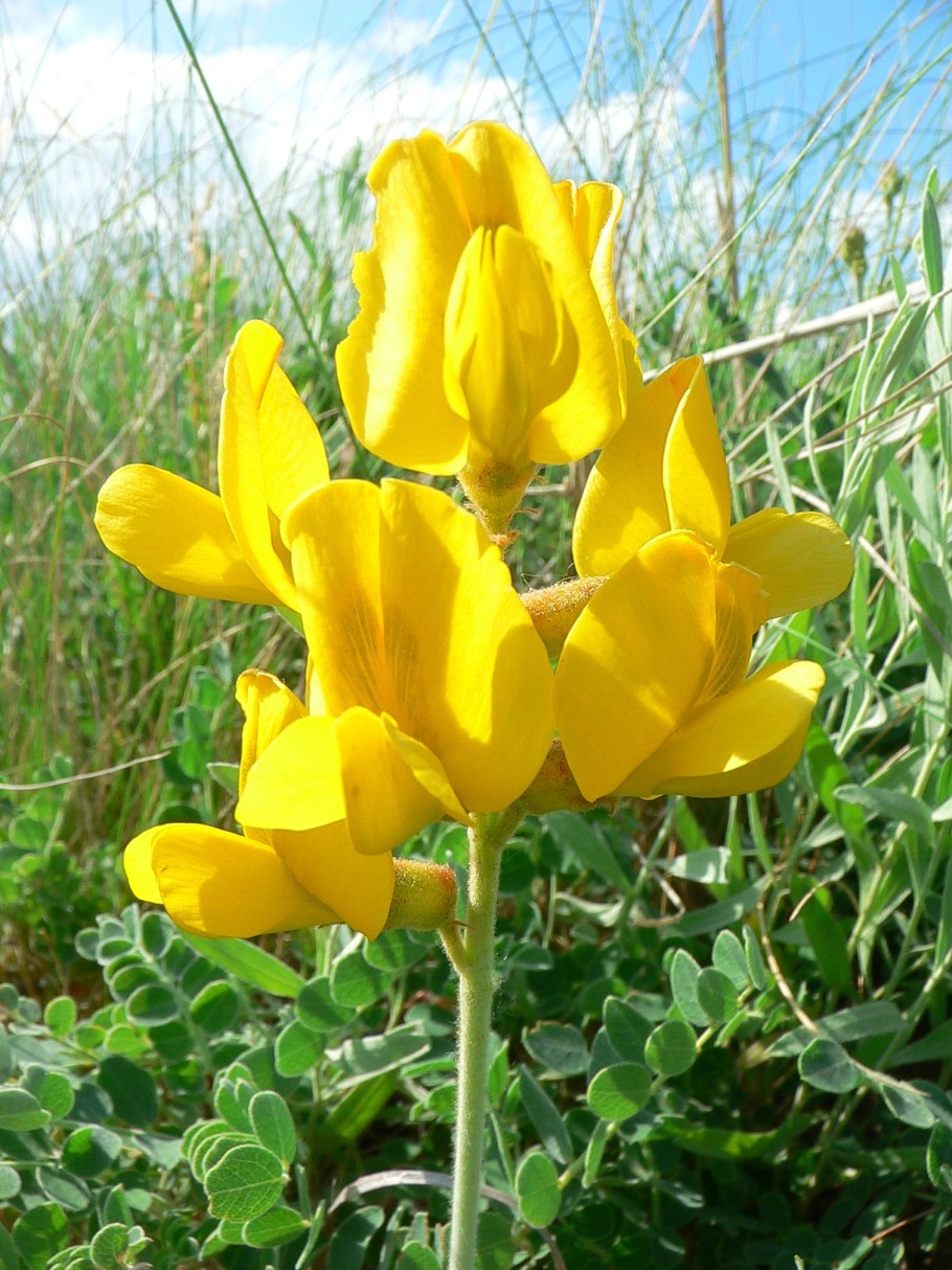 Майкараган Волжский