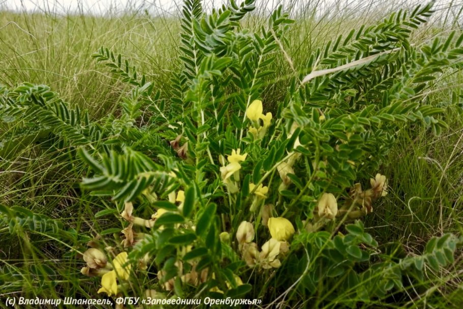 Горицвет Волжский