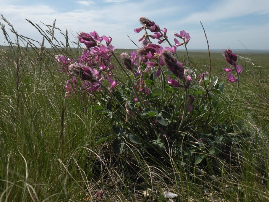 Майкараган Волжский Ботаническая иллюстрация