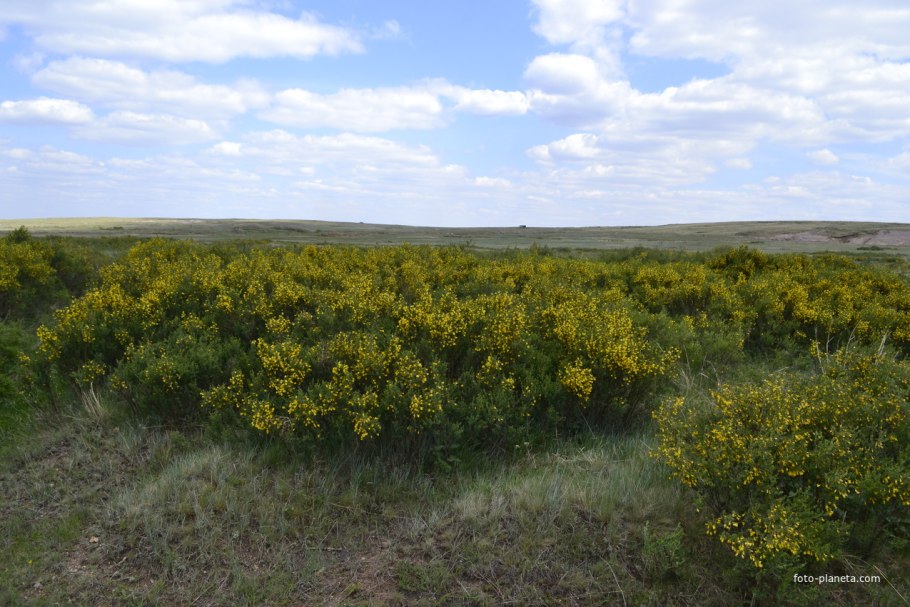 Копеечник джунгарский