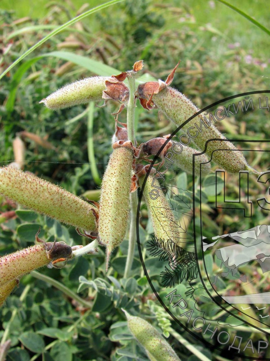 Редкие растения Узбекистана