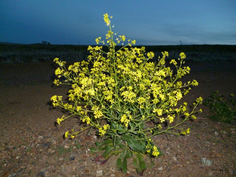 Майкараган Волжский гербарий