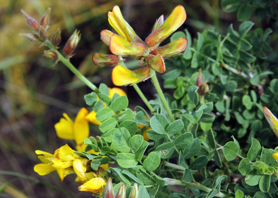 Майкараган джунгарский
