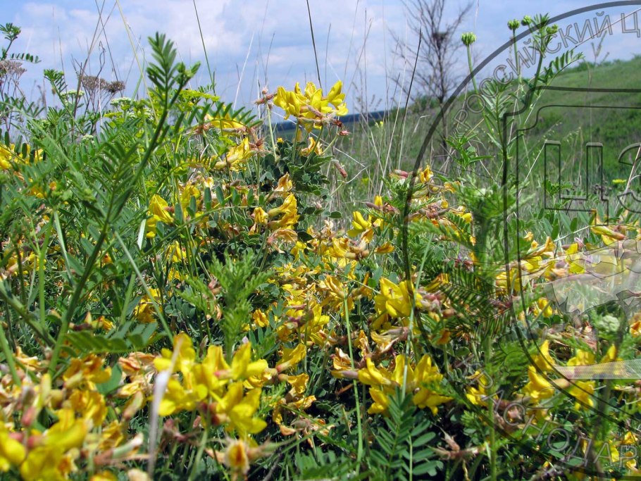 Майкараган сетчатый
