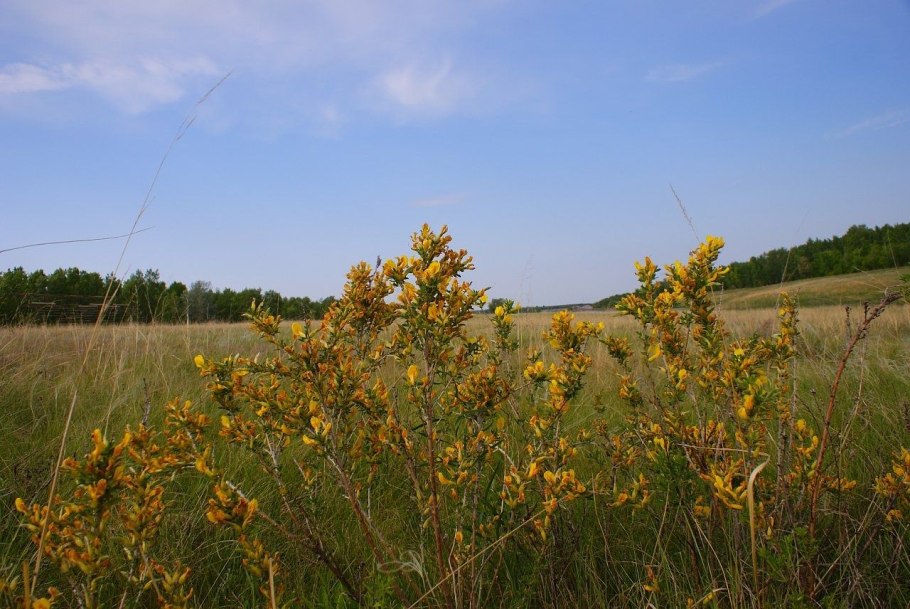 Зверобой Альпийский