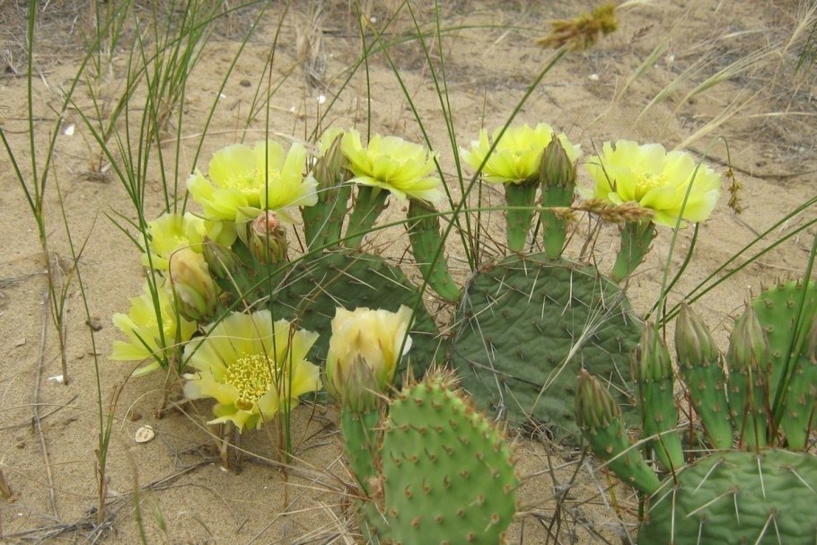 Растения Астраханской степи