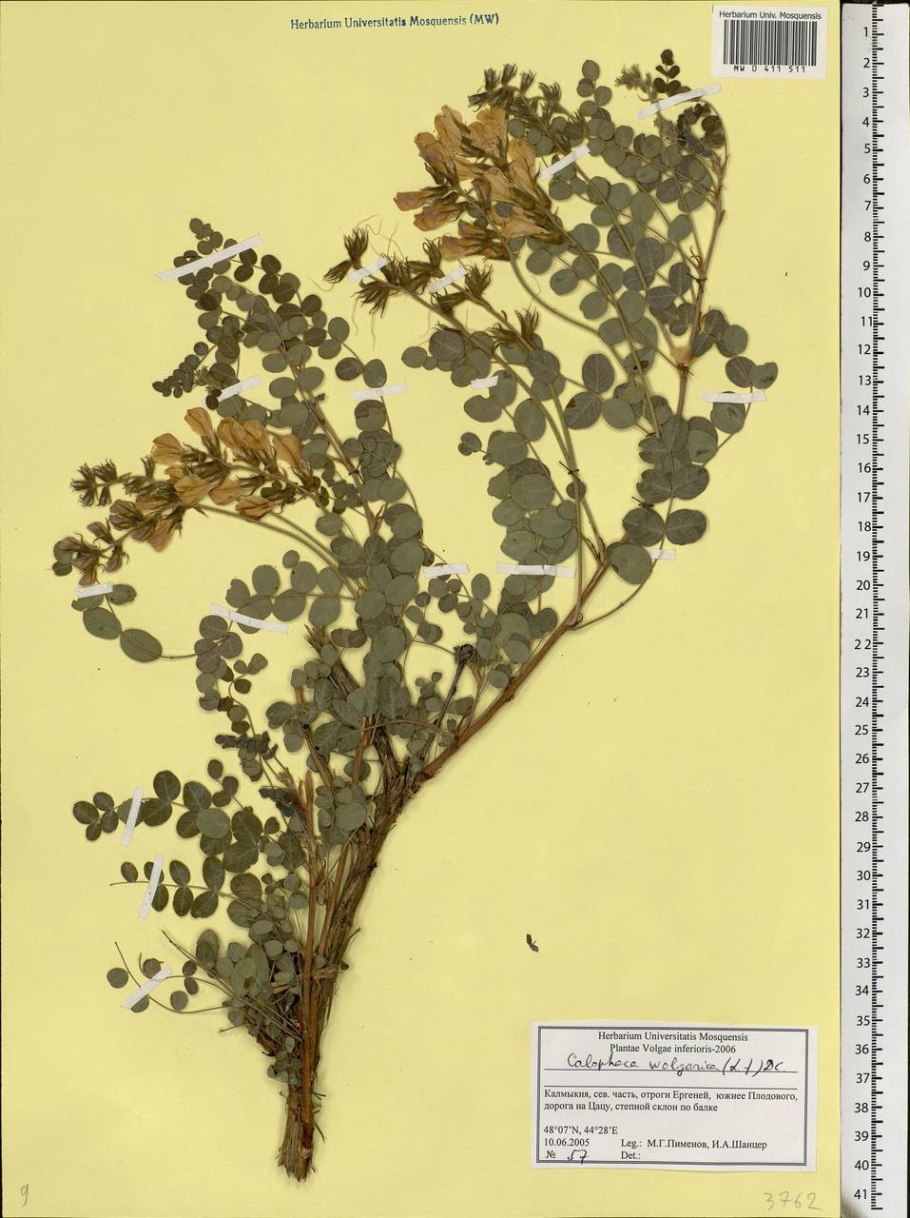 Астрагал солодколистный