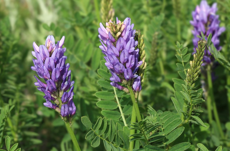 Астрагал даурский