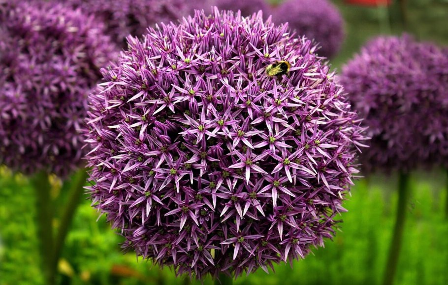 Лук декоративный "Христофа" / Allium "christophii"