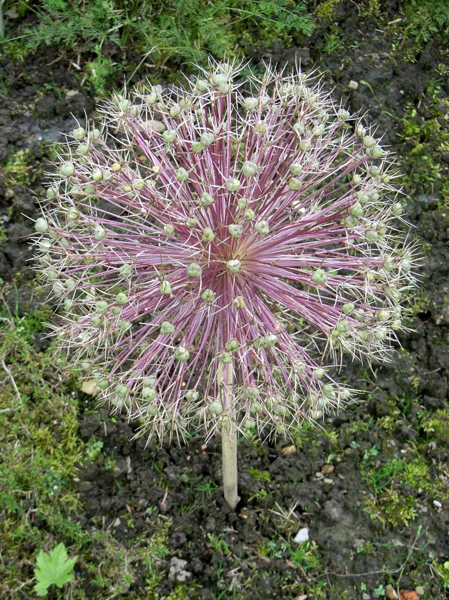 Аллиум Христофа Allium