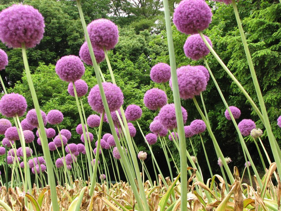 Аллиум Христофа Allium christophii,сорт «Star of Persia»