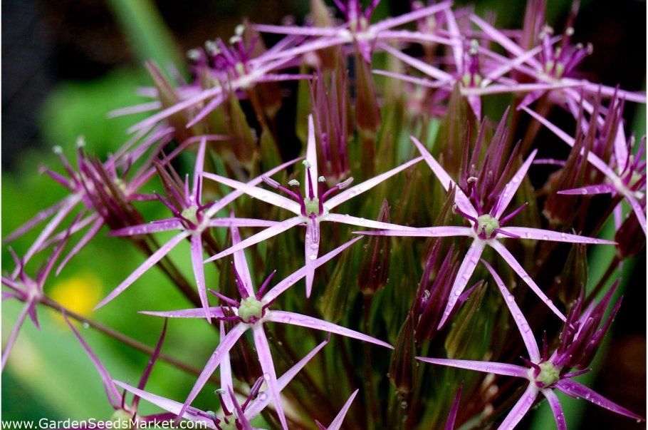 Allium christophii