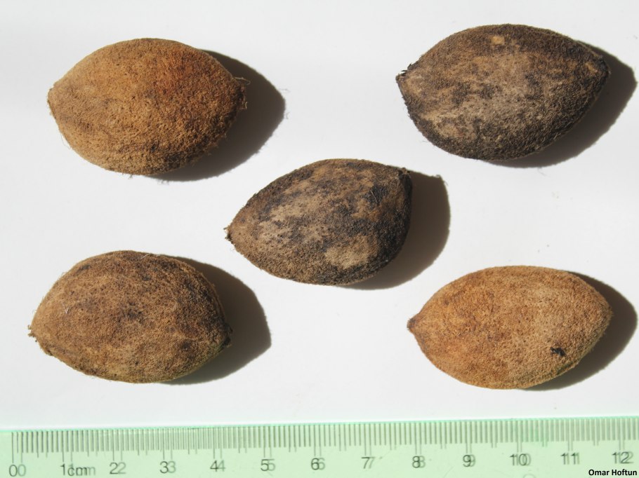 Африканское манго препарат