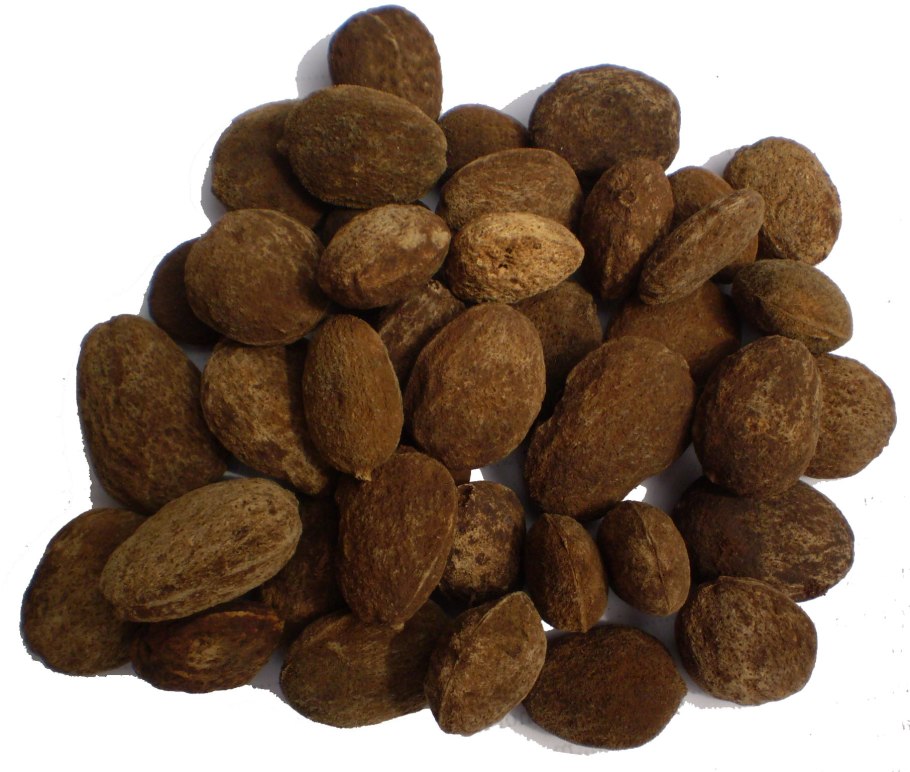 Ирвингия Габонская дерево