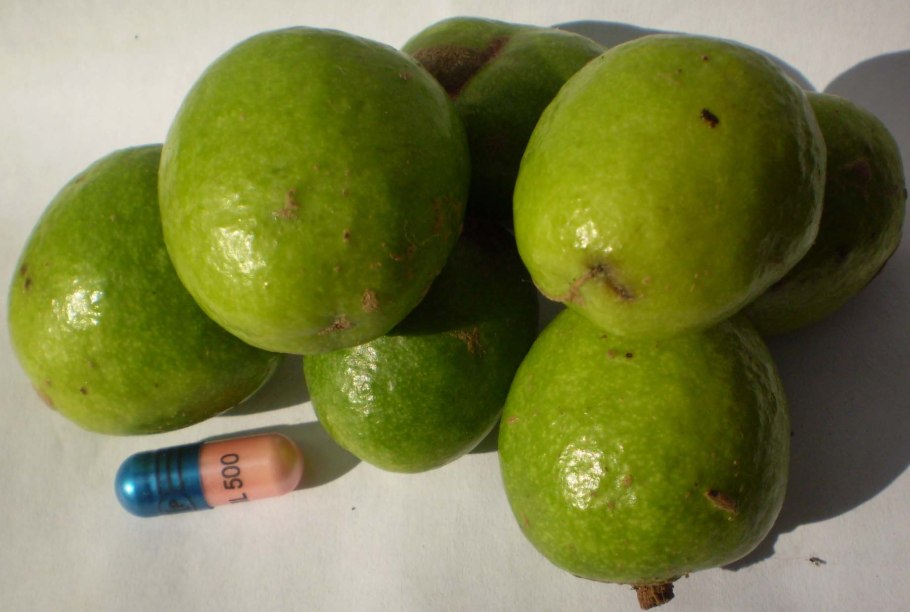 Ирвингия Габонская дерево