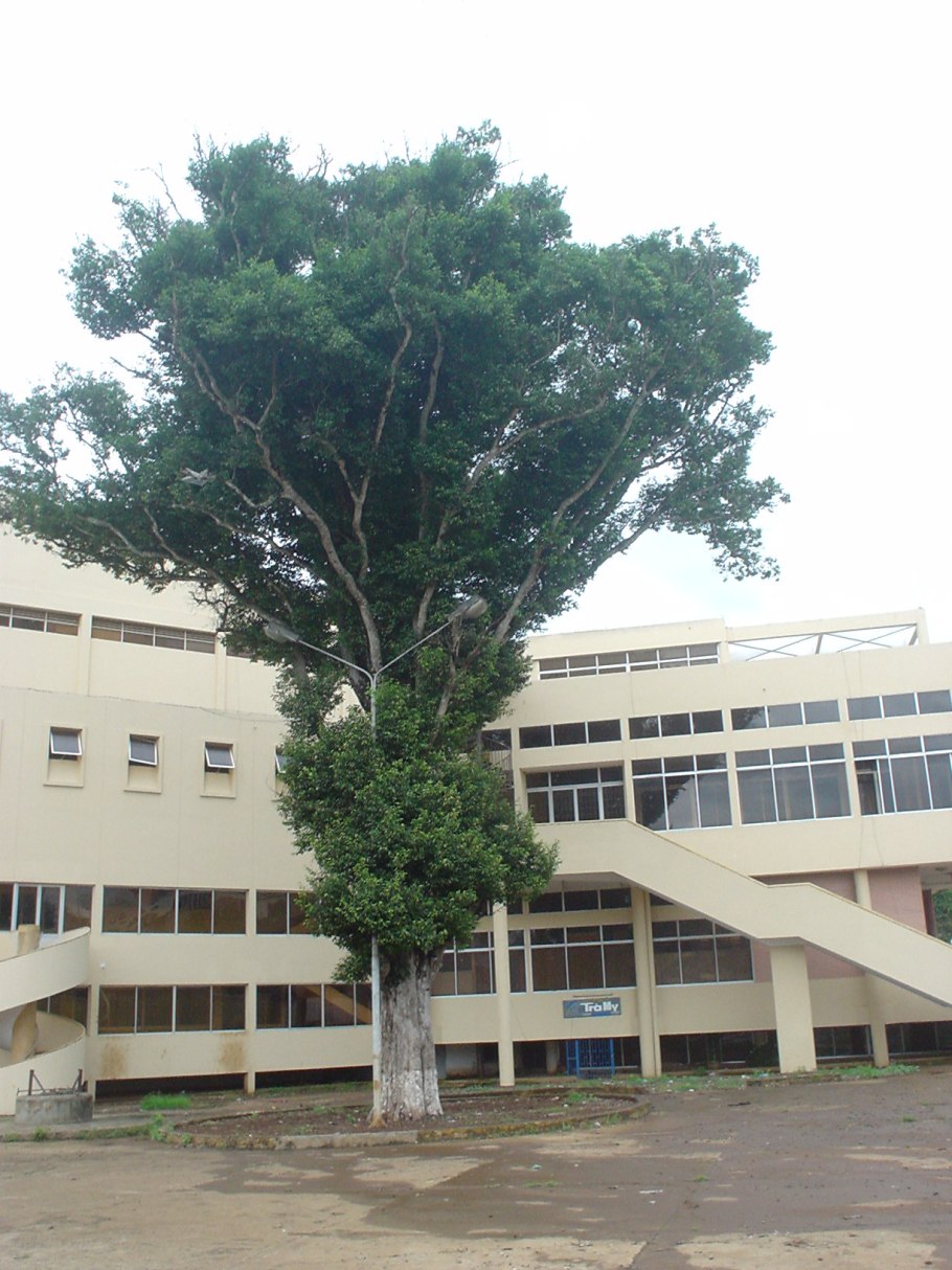 Огбоно Бобы