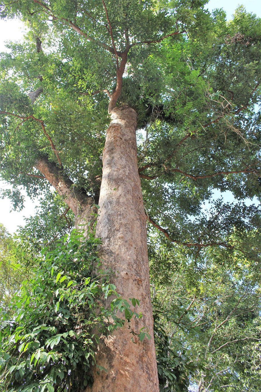 Ирвингия Габонская БАД