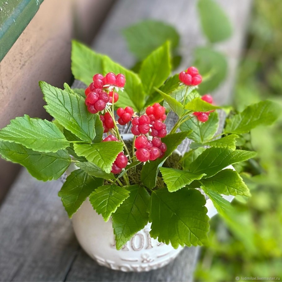 Rubus saxatilis костяника