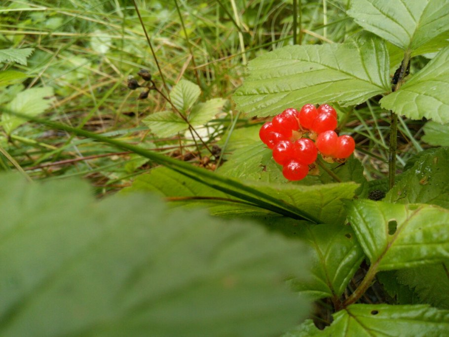 Лесная ягода костяника