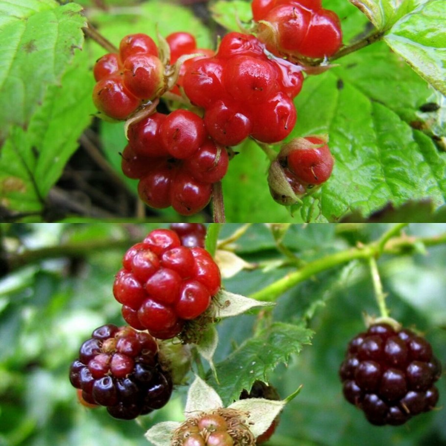 Костяника Rúbus saxátilis