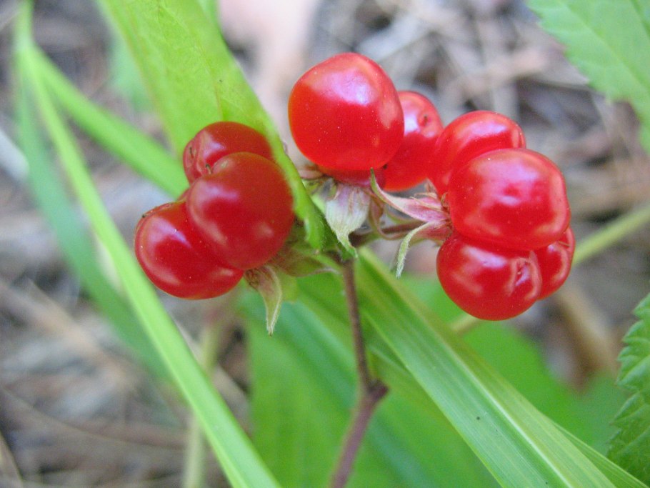 Костяника каменистая