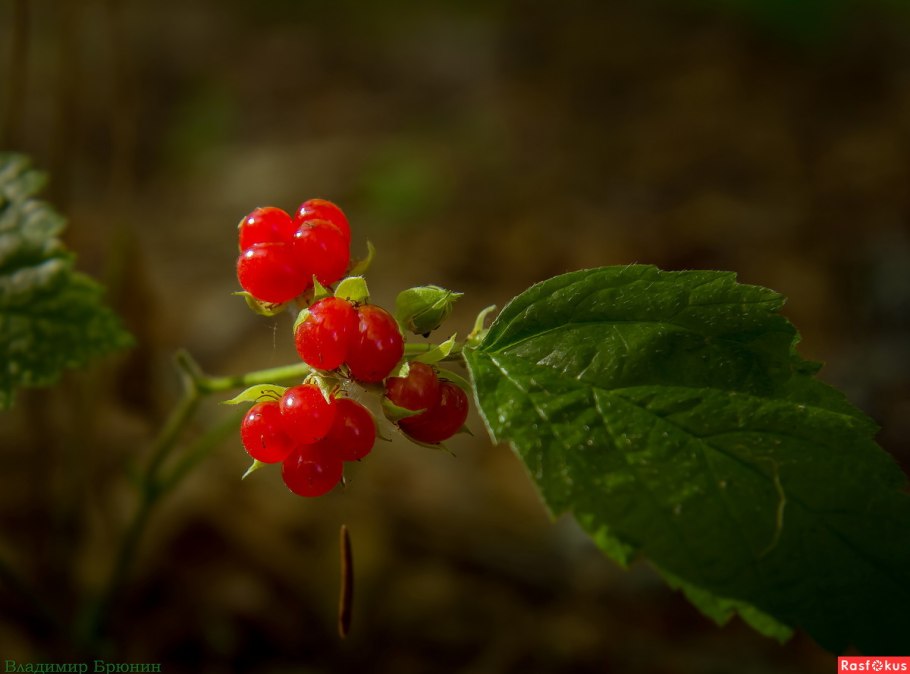 Ягода костяника