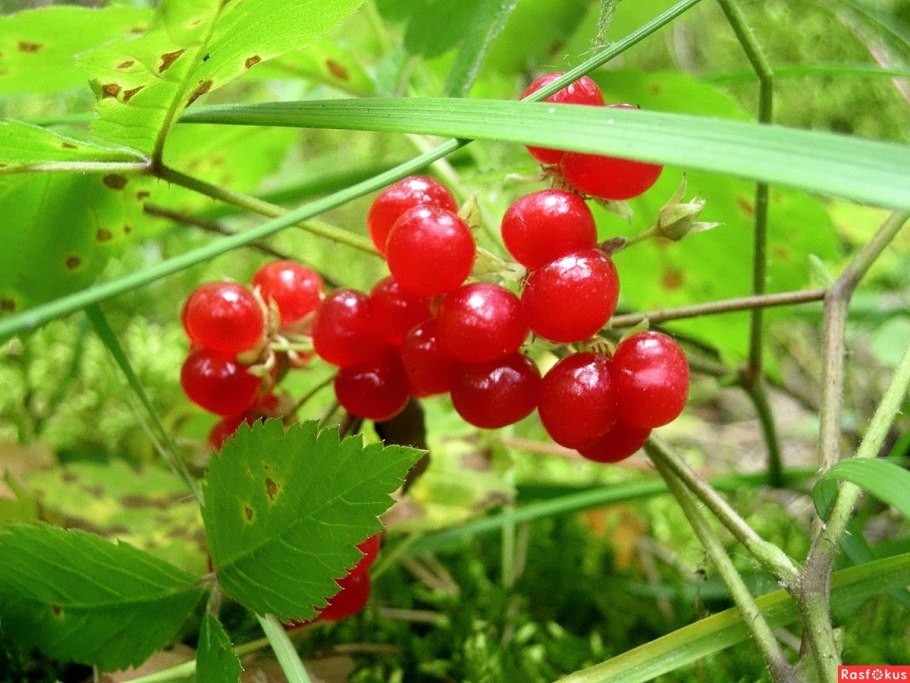 Rubus saxatilis костяника