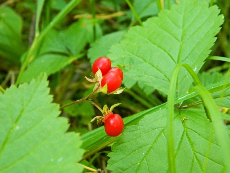 Ягода костяника