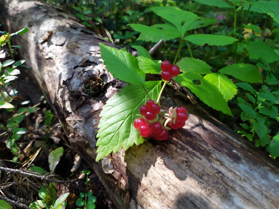 Костяника лесная